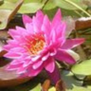 Meet your Posher, Cora